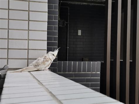 陽台飛來一隻鳥|[問卦] 家裡陽台飛來一隻鳥怎麼辦？